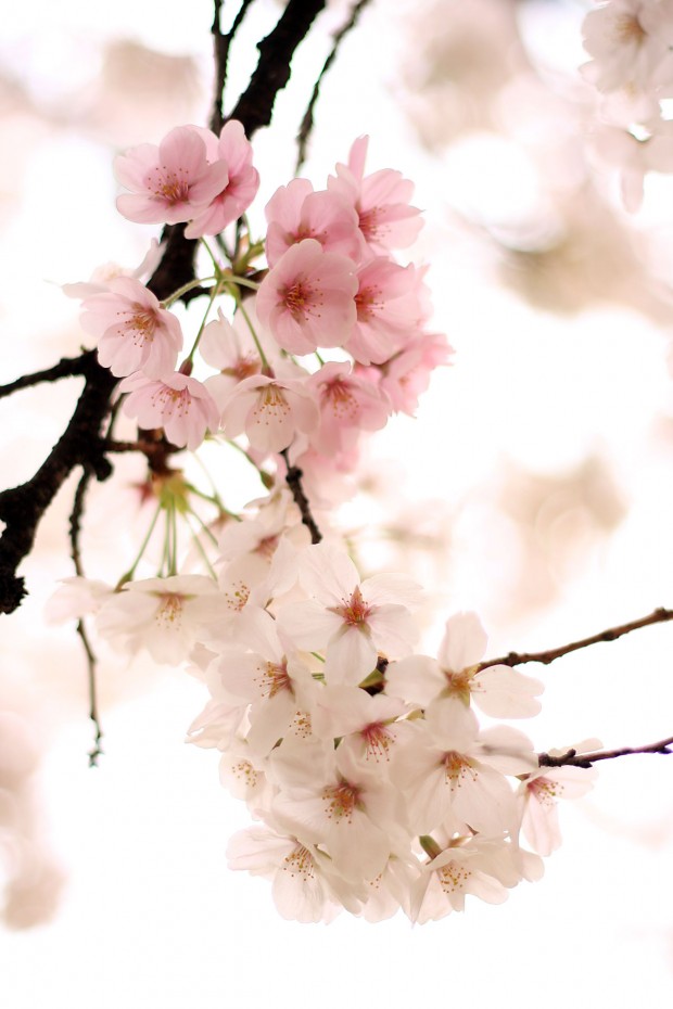 桜（サクラ）フリー写真素材062