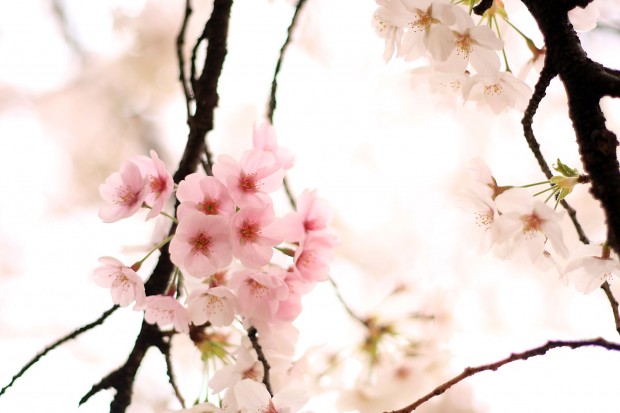 桜（サクラ）フリー写真素材063