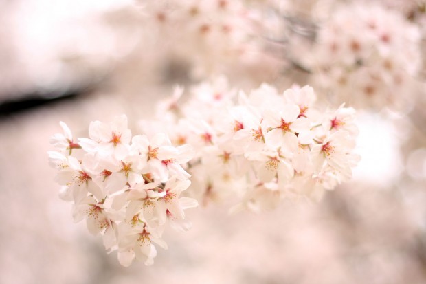 桜（サクラ）フリー写真素材064