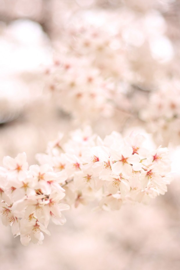 桜（サクラ）フリー写真素材065