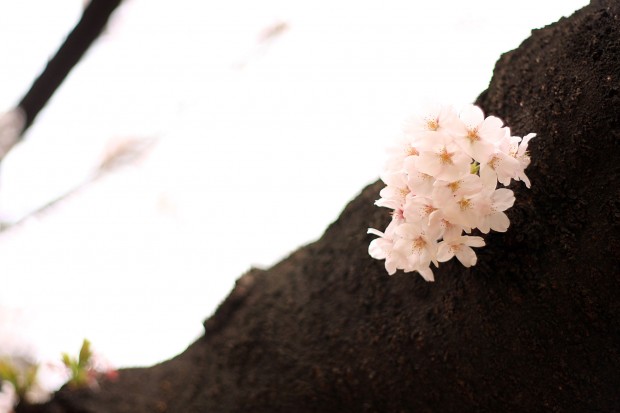 桜（サクラ）フリー写真素材066