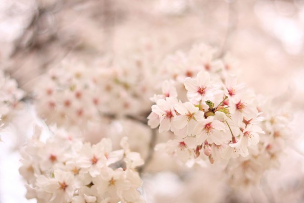 桜（サクラ）フリー写真素材067