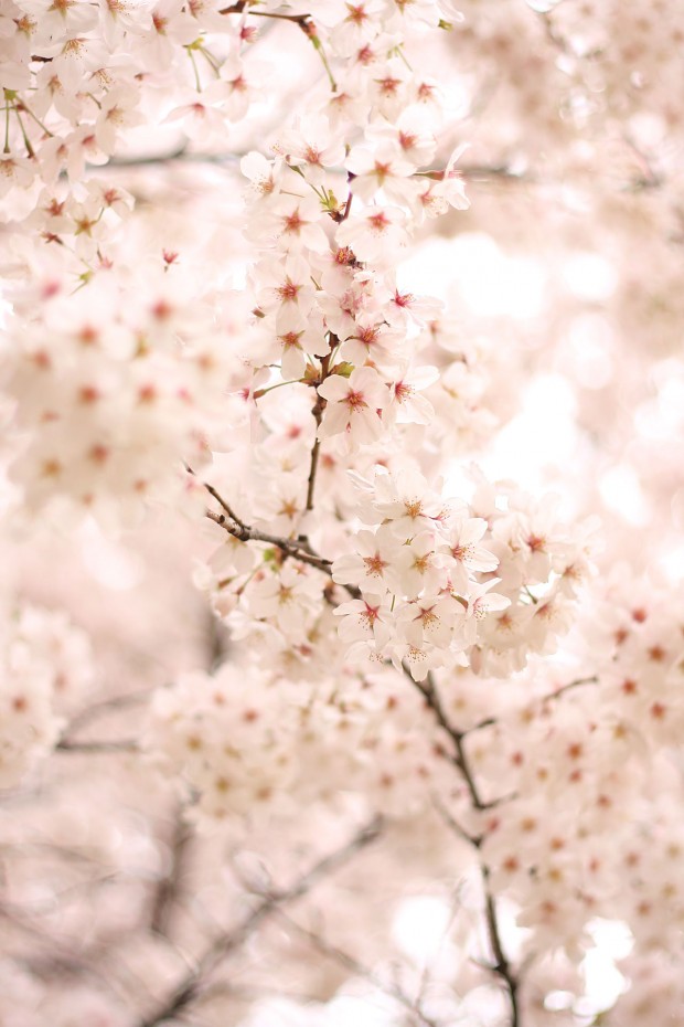 桜（サクラ）フリー写真素材068