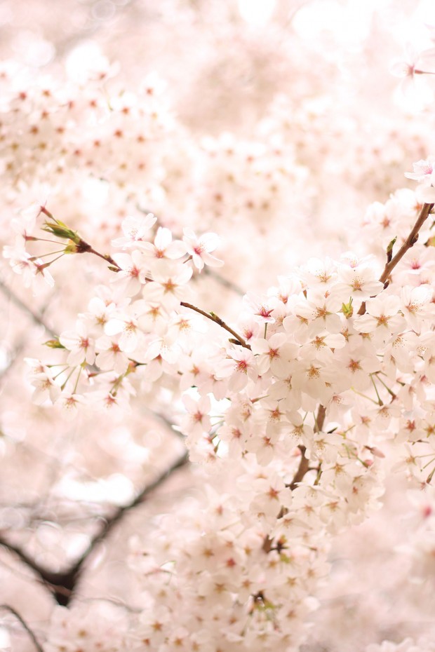 桜（サクラ）フリー写真素材069