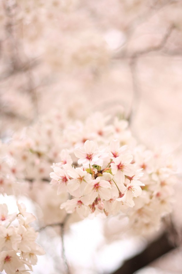 桜（サクラ）フリー写真素材070