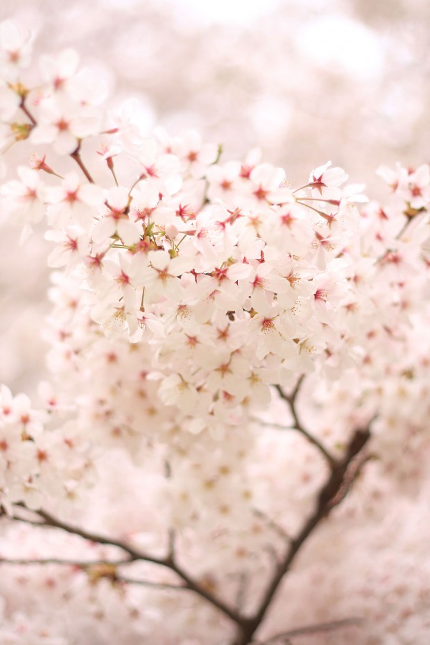 桜（サクラ）フリー写真素材071