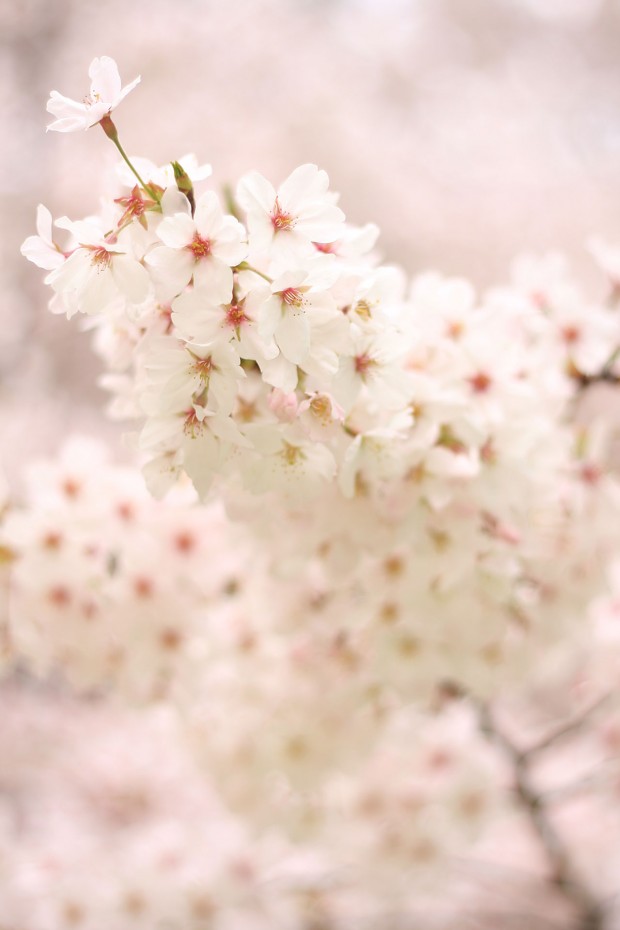 桜（サクラ）フリー写真素材072