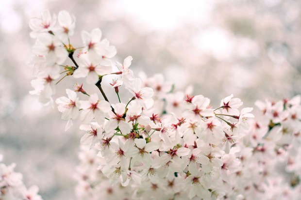 桜（サクラ）フリー写真素材073