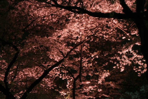 夜桜、フリー写真素材016