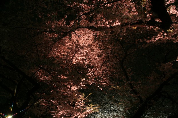 夜桜、フリー写真素材017