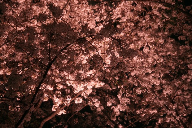 夜桜、フリー写真素材018