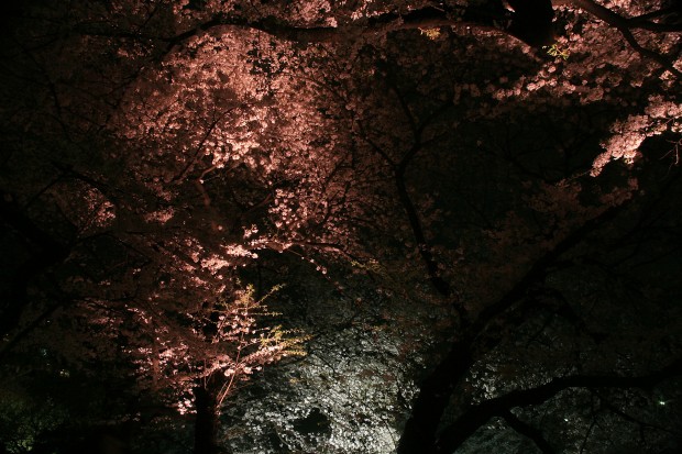 夜桜、フリー写真素材019