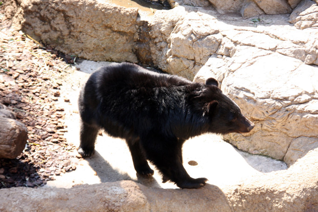 熊（クマ）フリー写真素材007