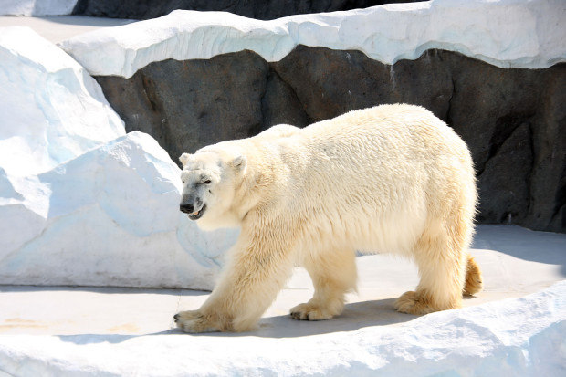 北極熊（白熊）001