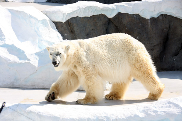 北極熊（白熊）002