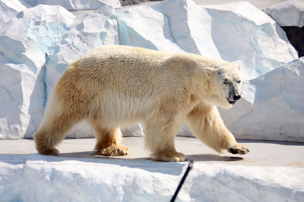 北極熊（白熊）004
