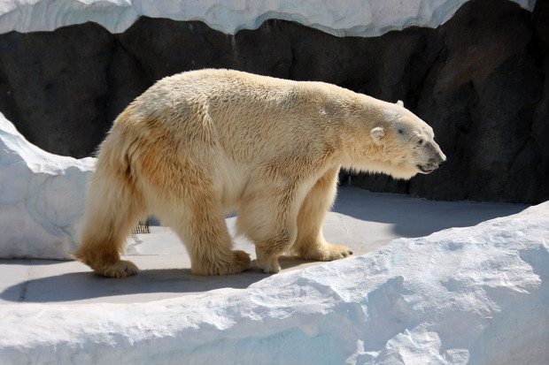 北極熊（白熊）005