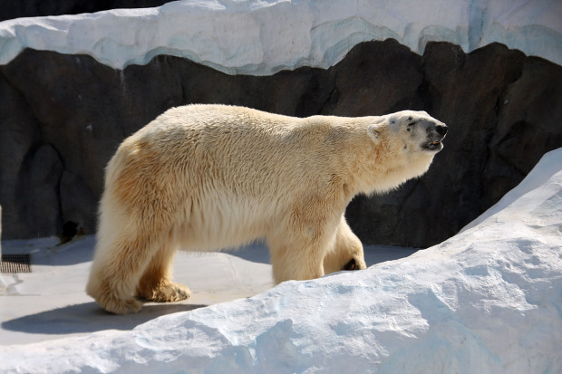 北極熊（白熊）006