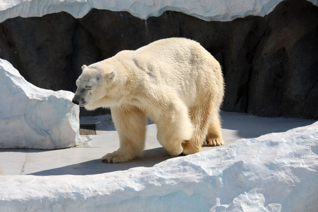 北極熊（白熊）008