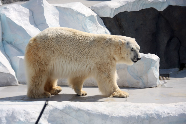 北極熊（白熊）011