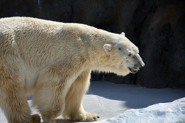 北極熊（白熊）012