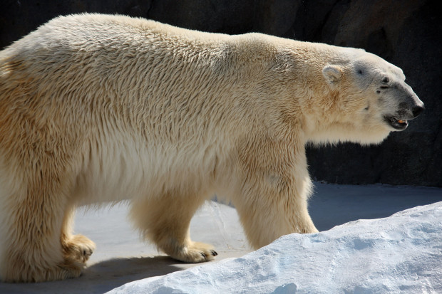 北極熊（白熊）013