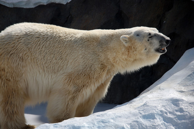 北極熊（白熊）014