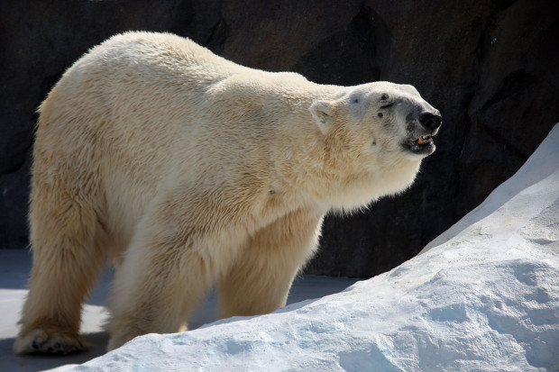 北極熊（白熊）015