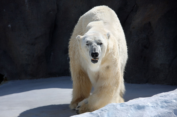 北極熊（白熊）016