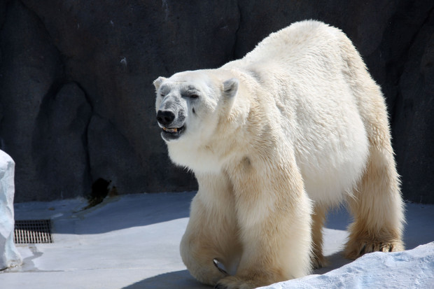 北極熊（白熊）017