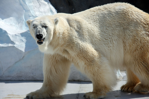 北極熊（白熊）018