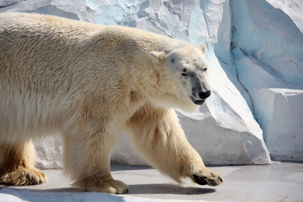 北極熊（白熊）019