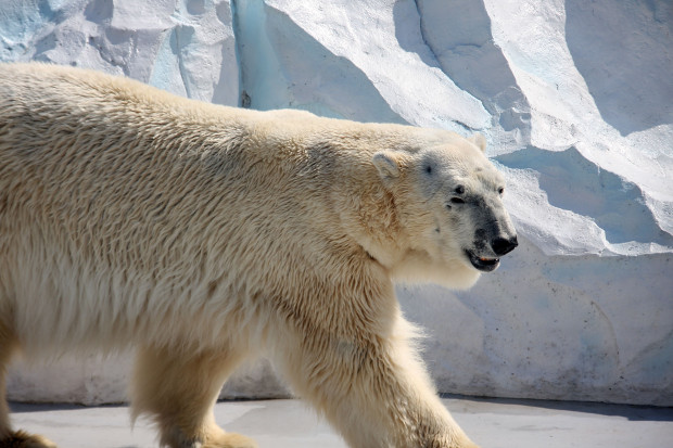 北極熊（白熊）020