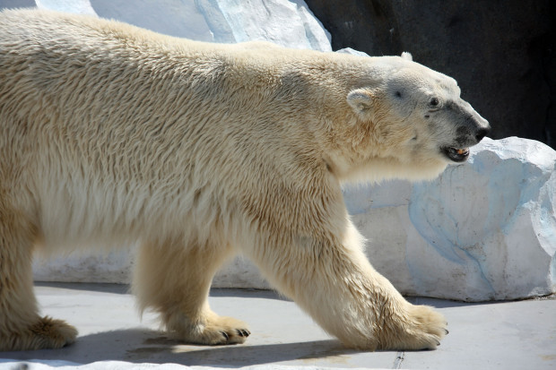 北極熊（白熊）021