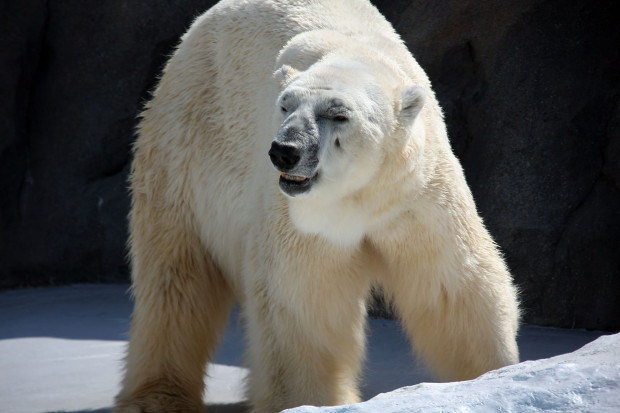 北極熊（白熊）022