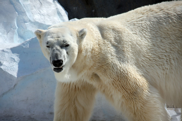 北極熊（白熊）023