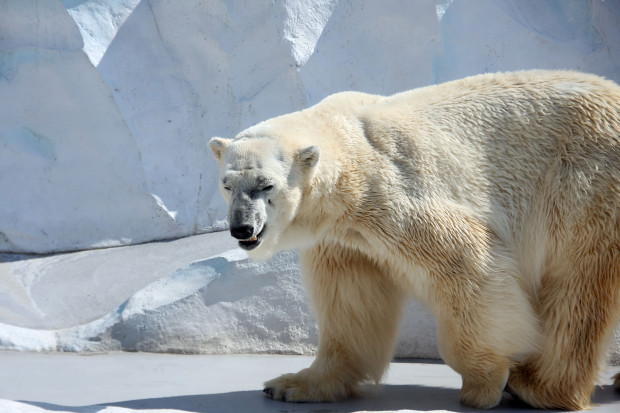 北極熊（白熊）024