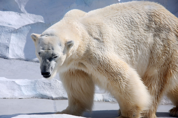 北極熊（白熊）025