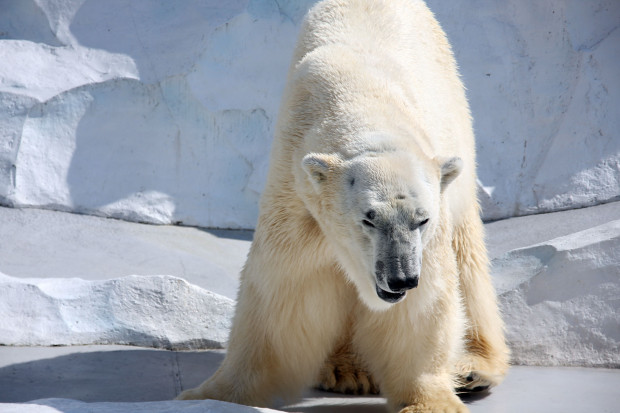 北極熊（白熊）026