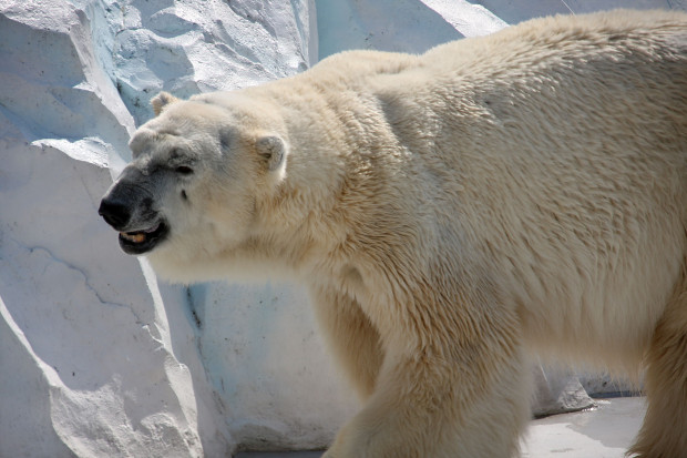 北極熊（白熊）027