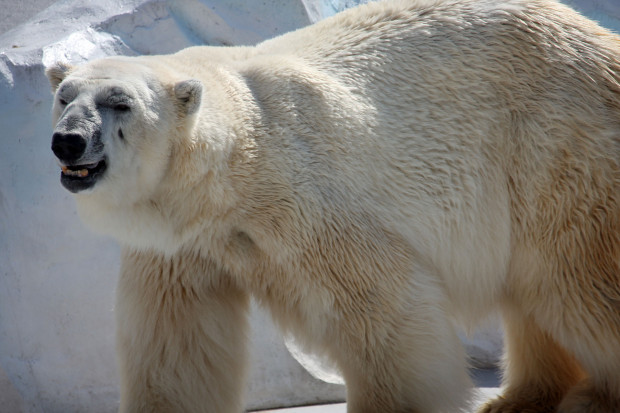 北極熊（白熊）028