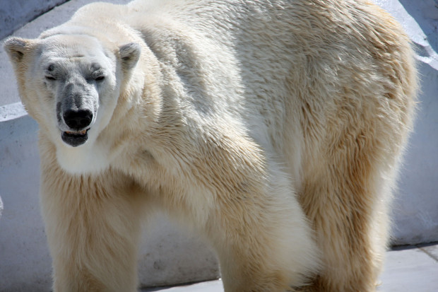 北極熊（白熊）029