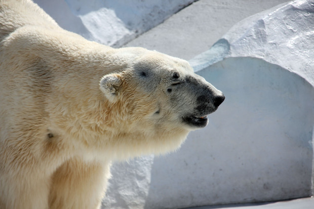 北極熊（白熊）030