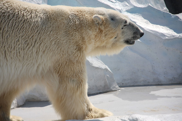 北極熊（白熊）031