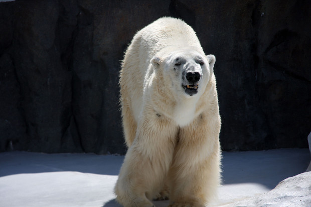 北極熊（白熊）032