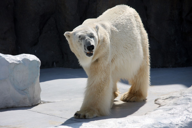 北極熊（白熊）033