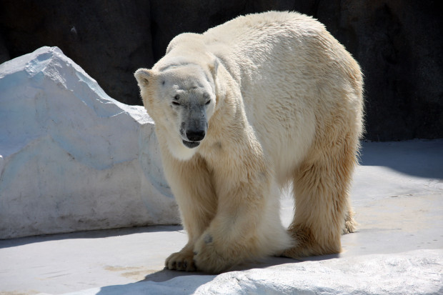 北極熊（白熊）034
