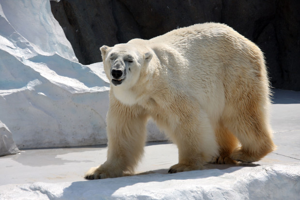 北極熊（白熊）035