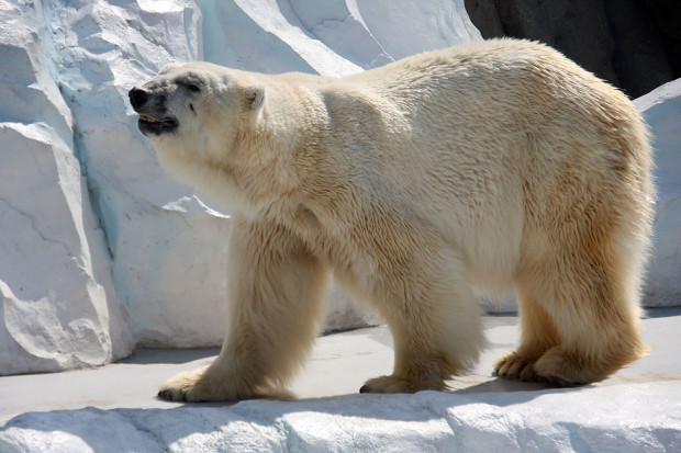 北極熊（白熊）036