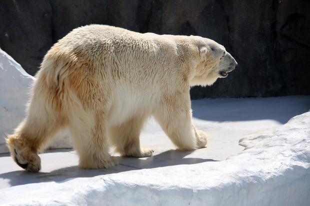 北極熊（白熊）037